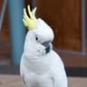 parrot